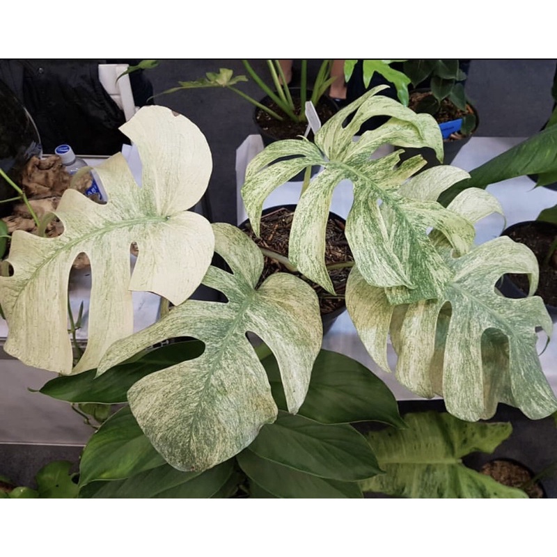 Bibit Bonggol monstera Marilyn Mint Variegata Terbaik Monstera varigata