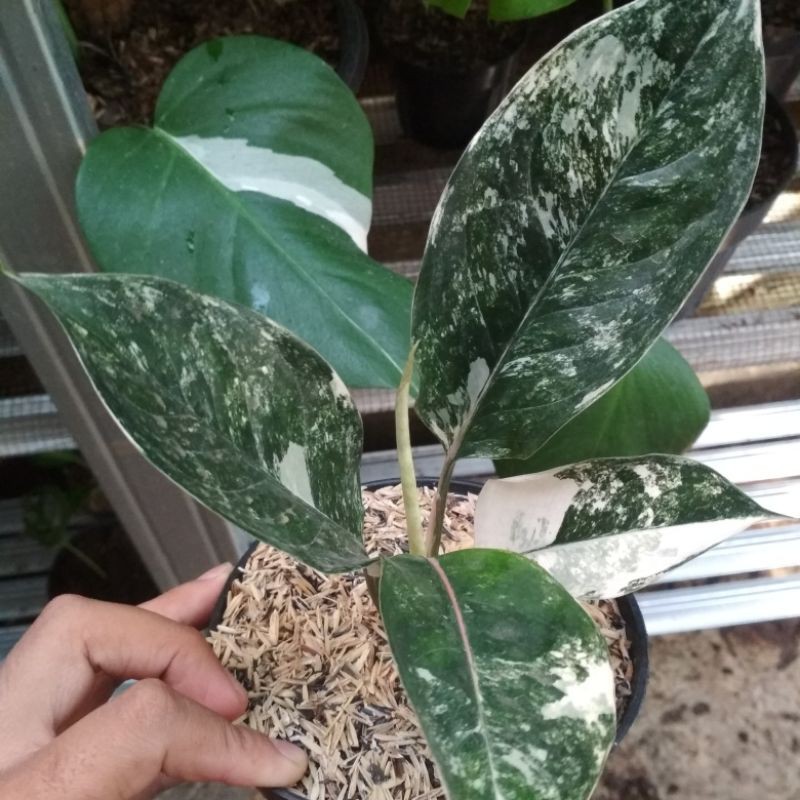 tanaman hias_aglonema congo siam jade varigata