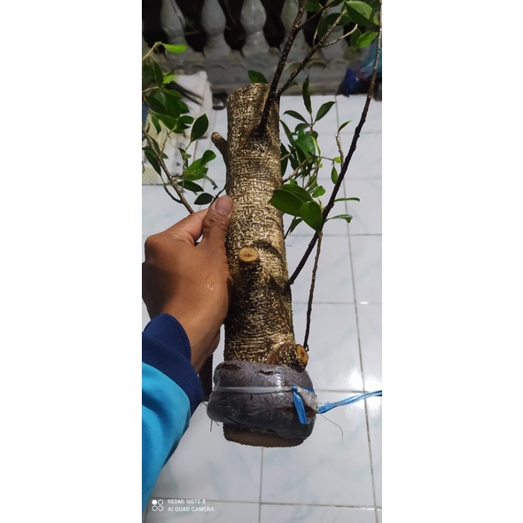 Cangkok bonggol Bonsai Beringin Kimeng Murah/tinggi kisaran 40cm/Besar kisaran lengan dewasa
