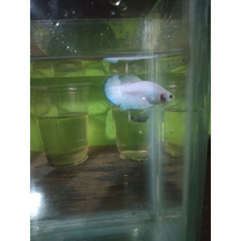 

Ikan Cupang Blue rim