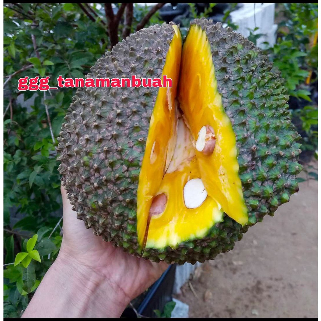 Bibit Nangka Madu Super Okulasi Berbuah Dalam Pot