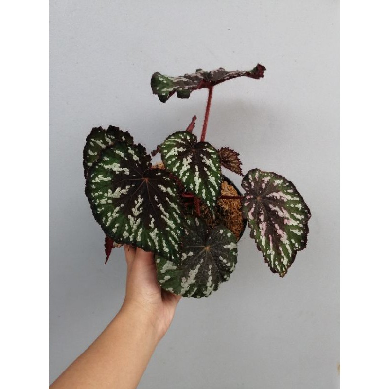 Tanaman Hias Begonia Batik Jumbo
