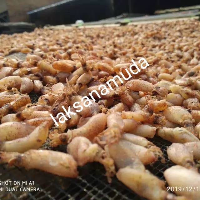 

baby cumi size 2-3cm /1000gr