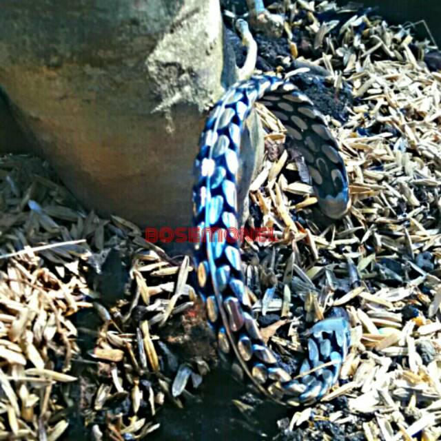 Gelang Monel Papua #1