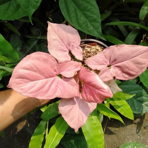 TANAMAN HIAS SYNGONIUM MURAH TANAMAN SYNGONIUM PINK TANAMAN BUNGA MURAH