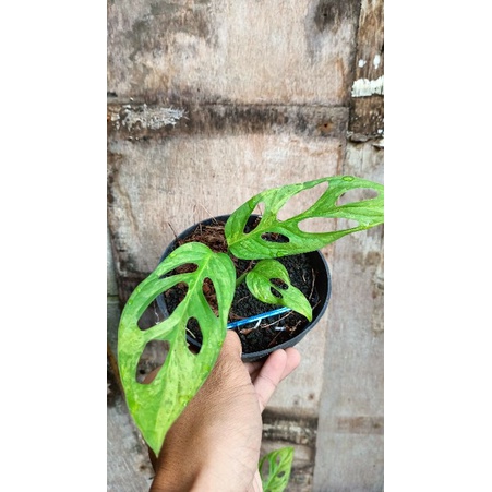 janda bolong lokal varigata