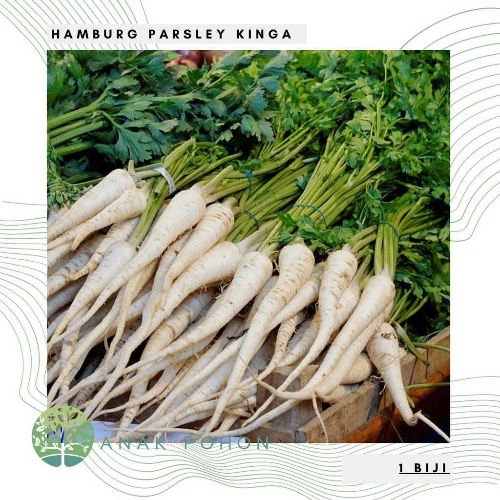 Benih Bibit Biji - Parsley Root Hamburg Kinga Sweet Herb Seeds - IMPORT