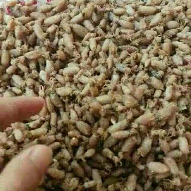 

Baby cumi premium (uk. 0,5-1 cm) 250gr