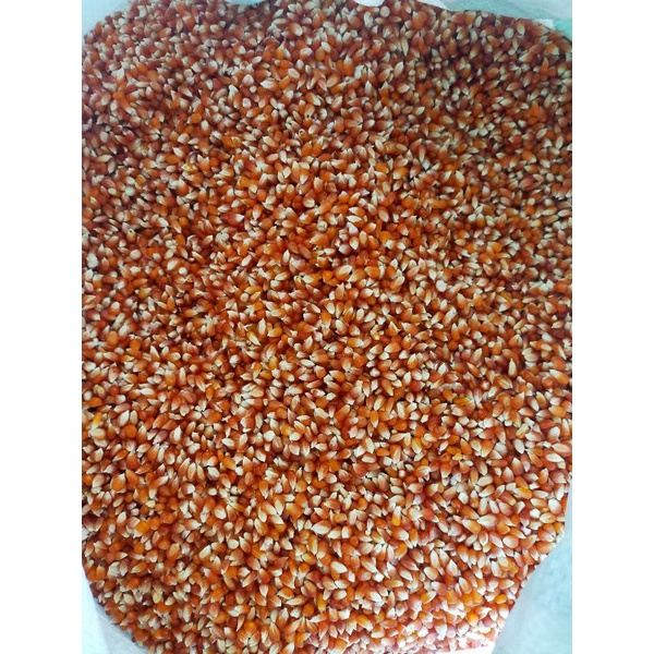 Jagung kristal - jagung pakan burung dara