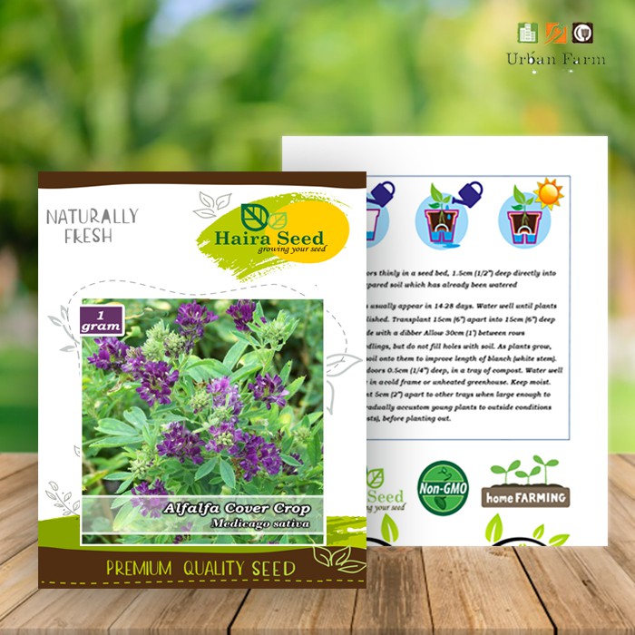 Benih-Bibit Rumput Alfalfa (Haira Seed)