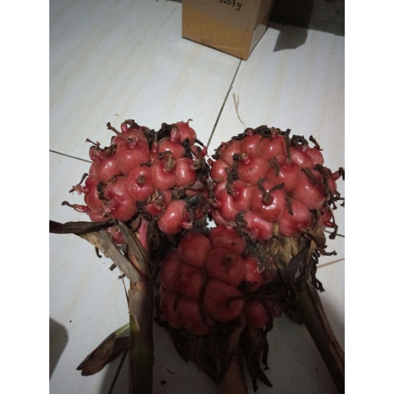 

Buah Hoje Segar per 1kg