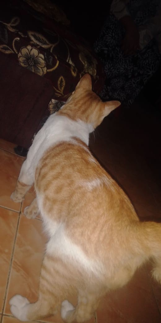 Kemeja Batik Lengan Panjang / Baju Batik Pria Modern - Batik Ifa