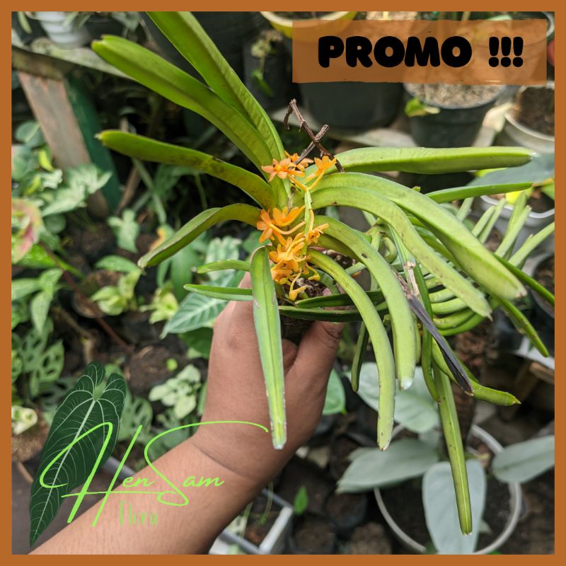 ANGGREK VANDA MINI