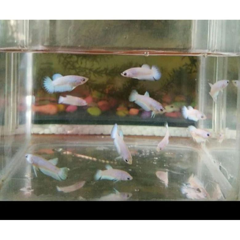 Diskon Ikan Cupang Hias, Anakan Ikan Cupang Bluerim Burayak