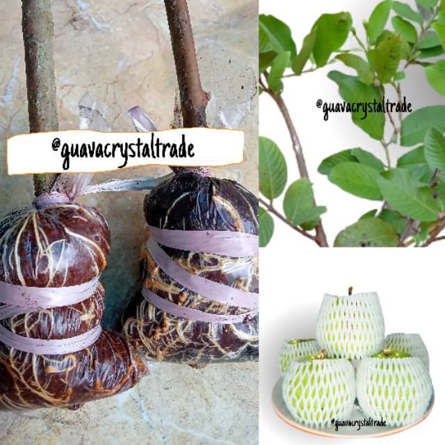 

Potong cangkok buah Jambu Kristal/ Bibit jambu kristal fresh - WISATA AGROTANI