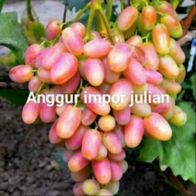 Bibit Anggur Import JULIAN