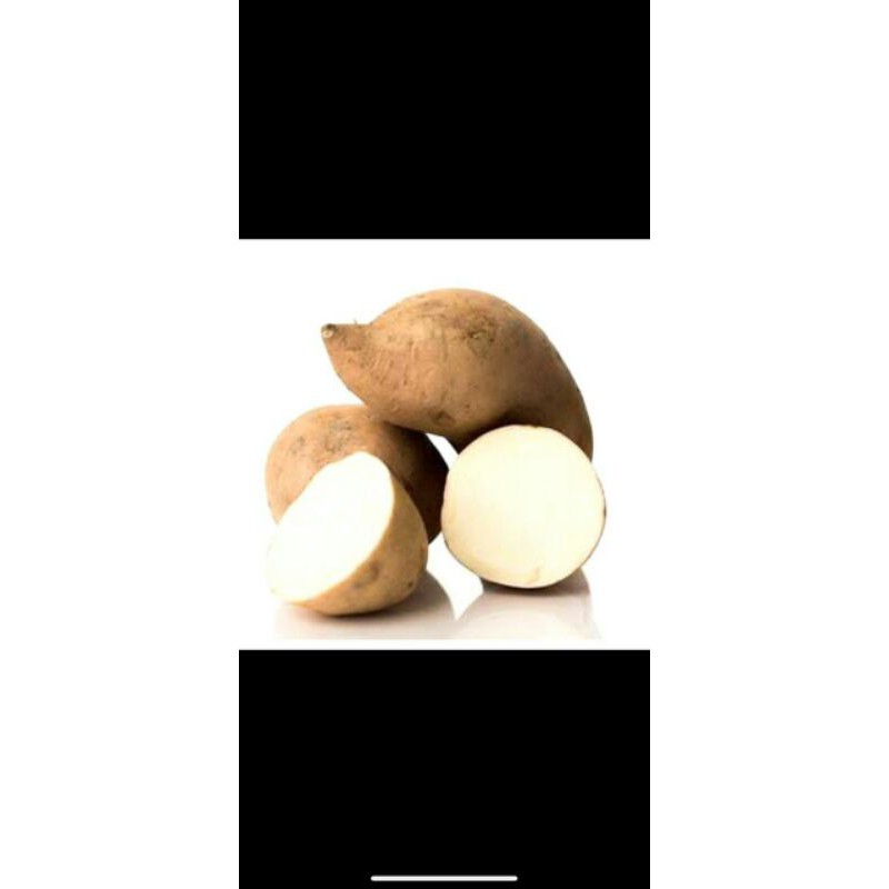 

Ubi Jalar manis kalimantan