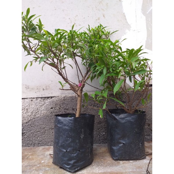 beringin afrika / ficus africa