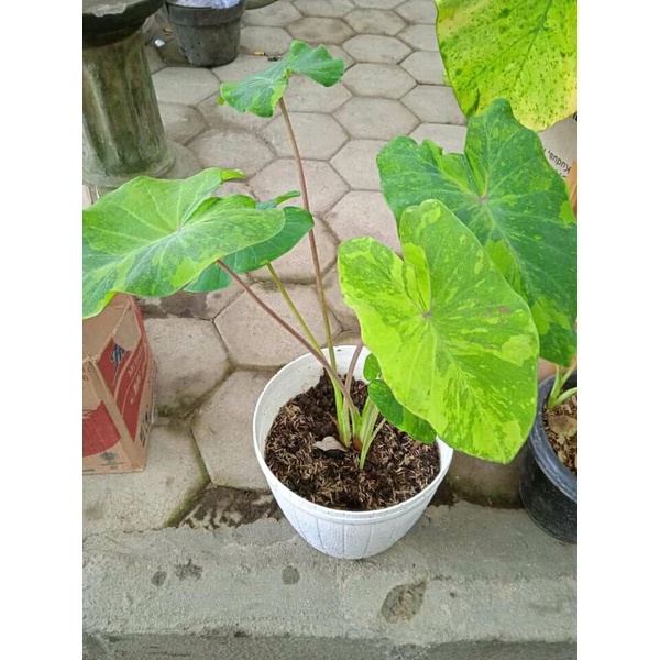 Colocasia Midori Sour Alocasia midori sour