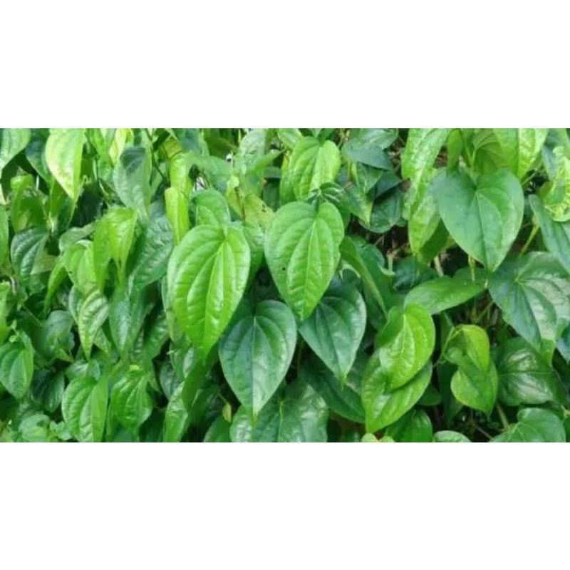 

Daun sirih segar 40-45 lembar