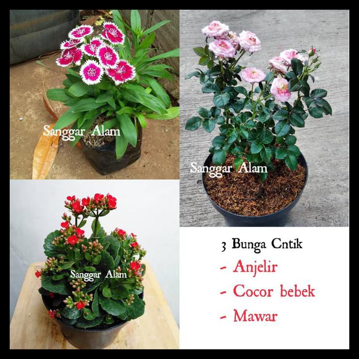 Kumpulan Cantik Tanaman Hias Cantik Gambar Bunga yang Wajib Disimak