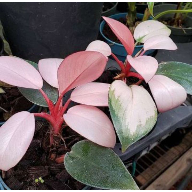 tanaman hias Philodendron pink congo princess + pot