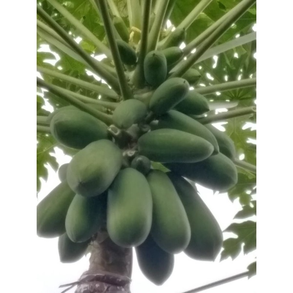 

Pepaya muda