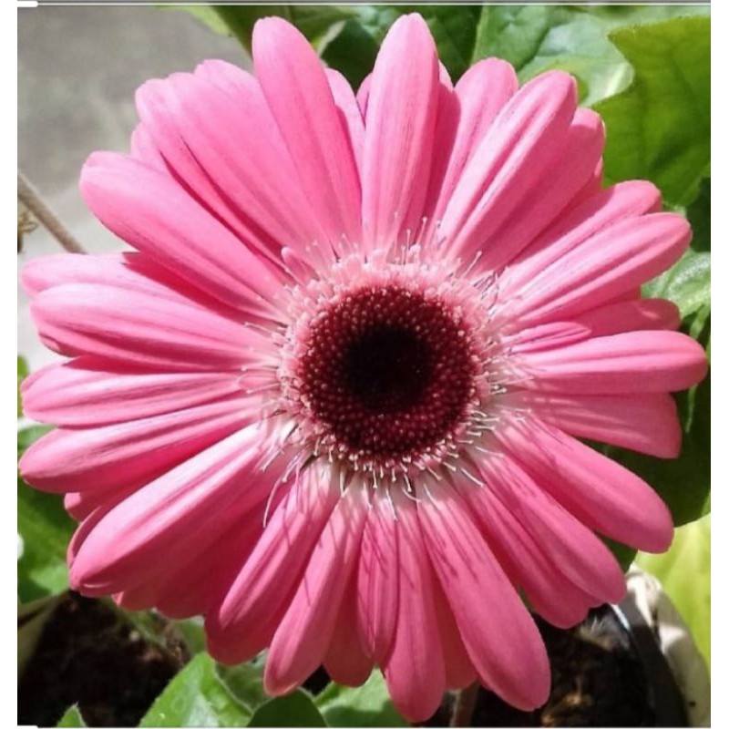 bibit bunga garbera-Pink