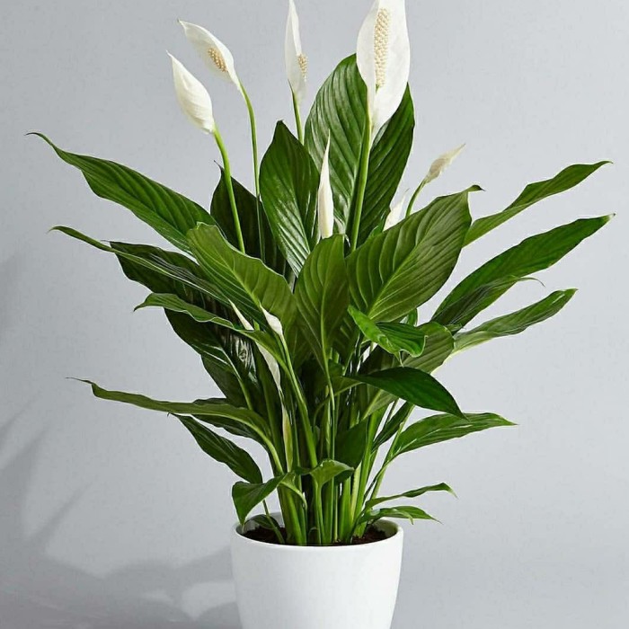 Tanaman Hias spatufilum variegata peace lily variegata lokal