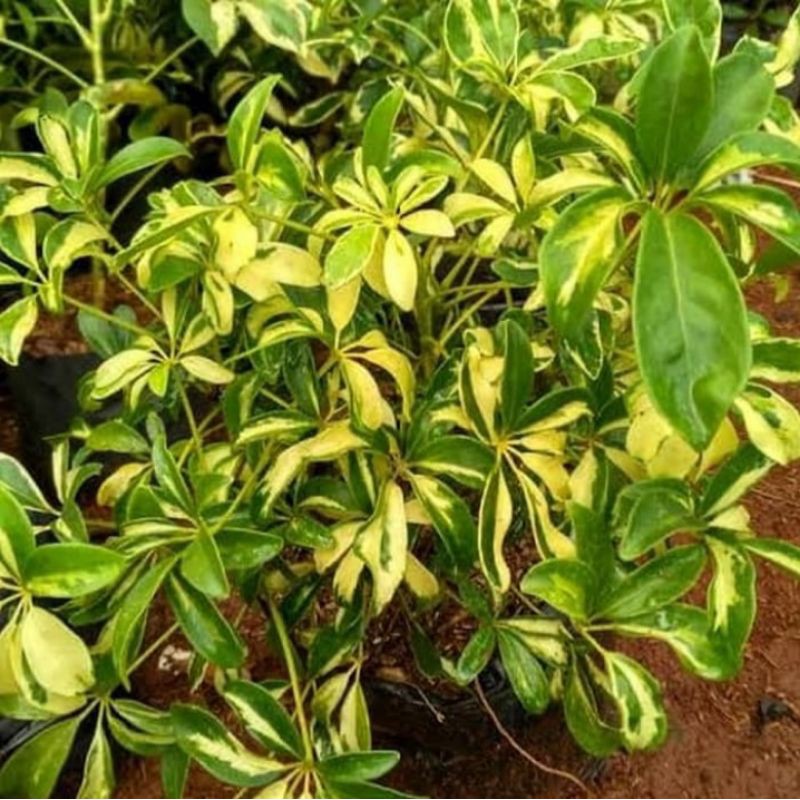 Tanaman hias wali songo - pohon wali songo