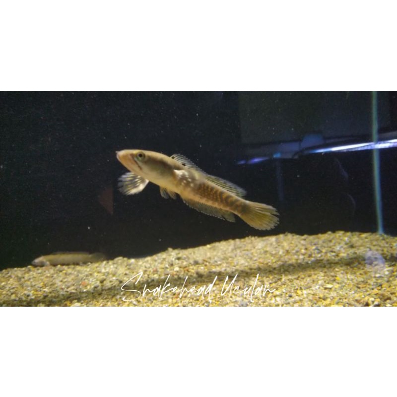 Red Strip Pulchra Pure 5-6cm