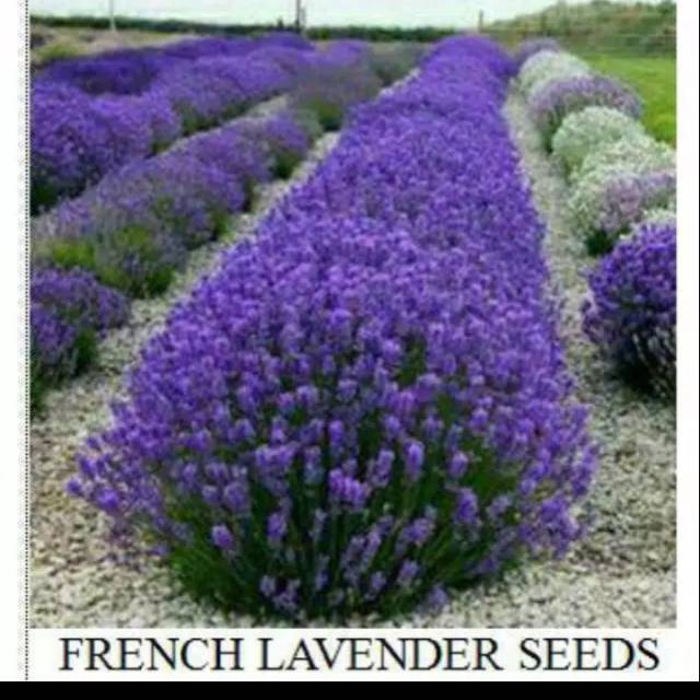 Biji benih bunga Lavender import