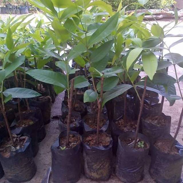 

Bibit jambu air madu non biji stek okulasai