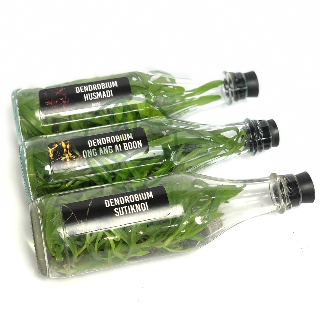 Bibit Anggrek Dendrobium Botolan Dendrobium Dalam Botol isi 50 Plant Lebih