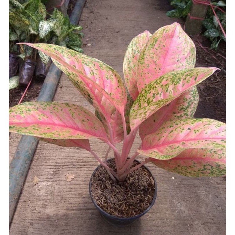 Bibit Aglonema Big Roy Lulaiwan Rimbun