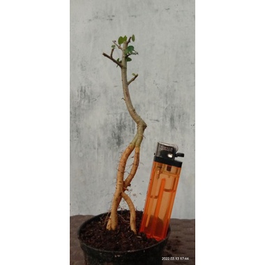 bahan bonsai serut kirim sesuai foto