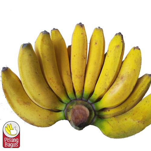 Raja pisang BUDIDAYA PISANG