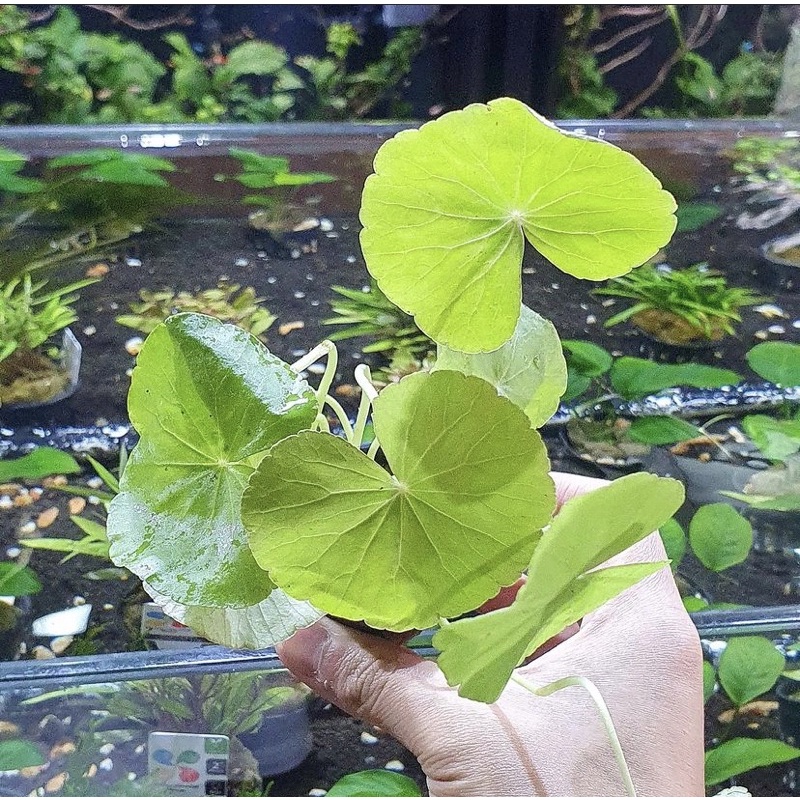 Hydrocotile Verticilata - Tanaman aquascape tanpa  Co2