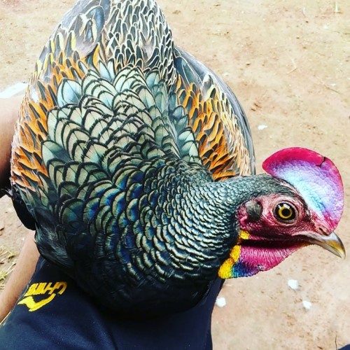 

TELUR AYAM HUTAN X JAWA / BEKISAR UNTUK DI TETASKAN