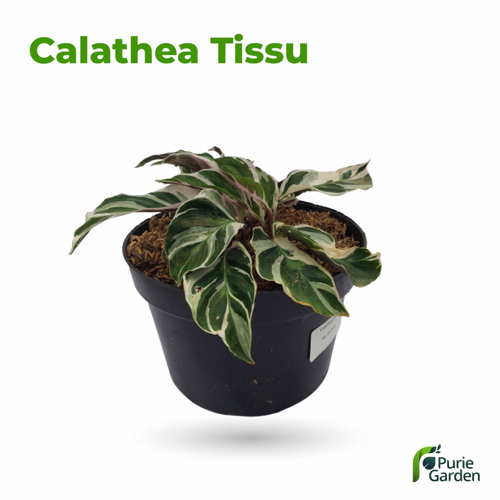 Tanaman Hias Hidup Calathea Calatea Kalatea Tissu White Fushion PG KDR