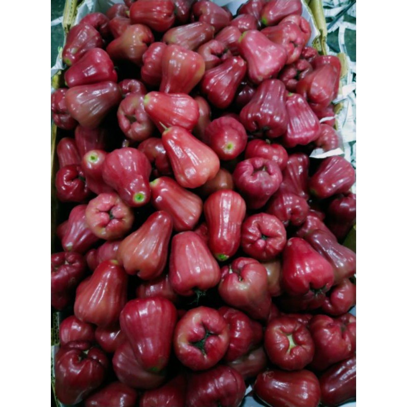 

jambu citra merah manis segeerrr murahh