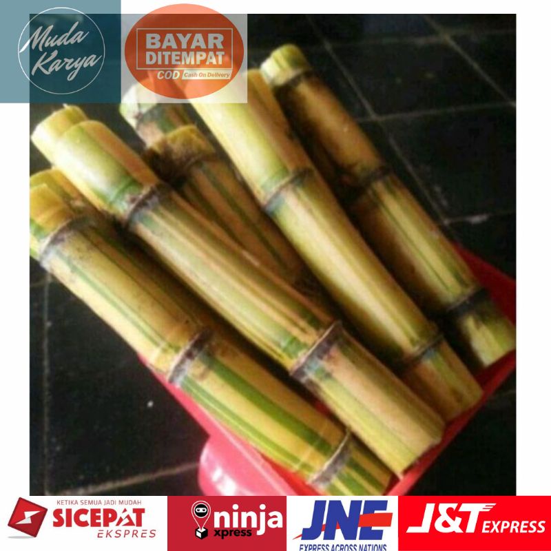 Jual Bibit Stek Tebu Kuning Manis Bibit Siap Tanam Shopee Indonesia 9641