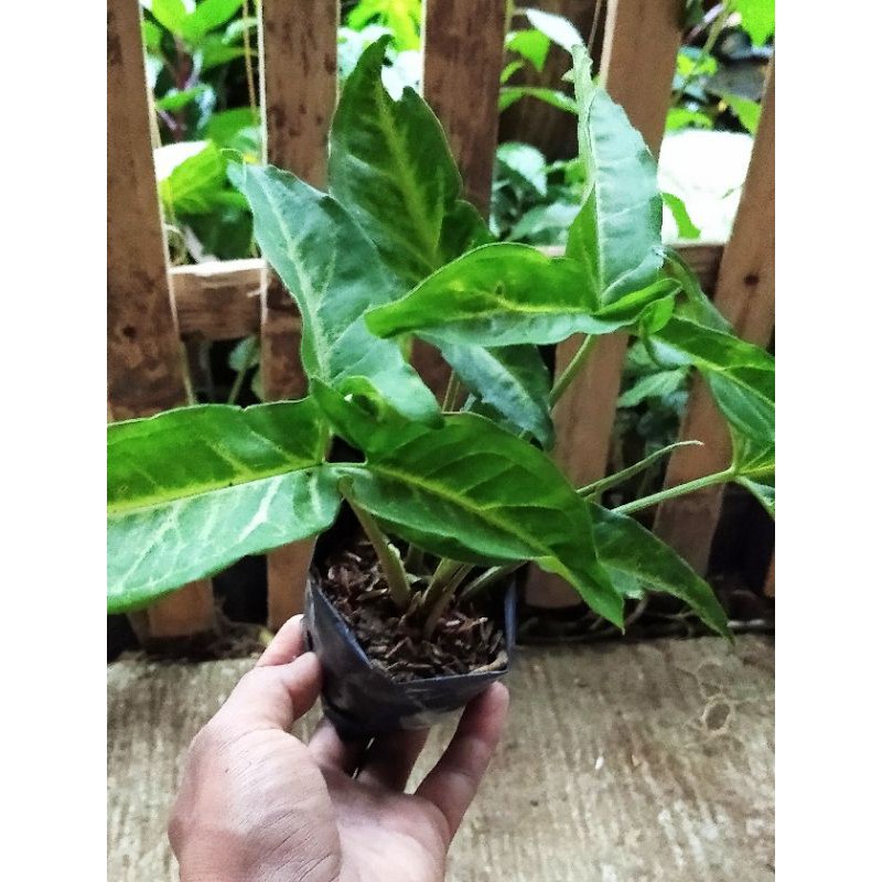 syngonium angustatum singonium tanaman hias