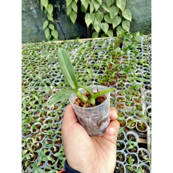 dendrobium discolor x Enobi Purple