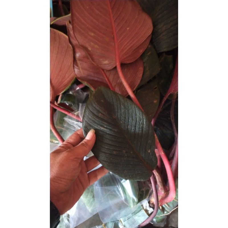 homalomena sp sumatera