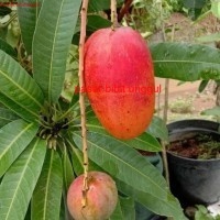 Bibit Mangga Miyazaki Stek Cepat Berbuah-Bibit Tanaman Mangga Miyazaki Super-Bibit Buah Mangga Miyaz