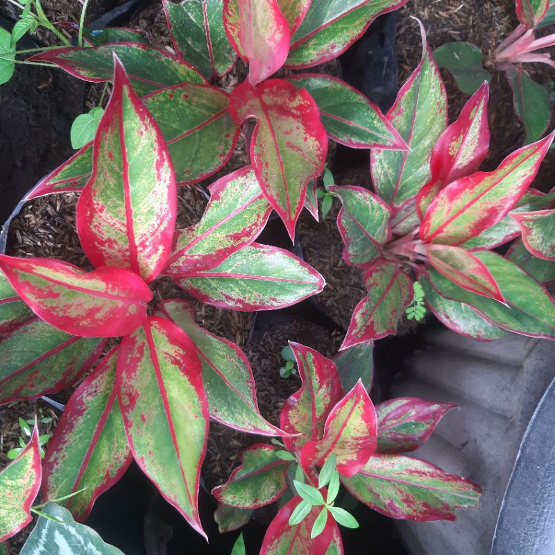 TANAMAN HIAS AGLONEMA SIAM AURORA/LIPSTIK MERAH