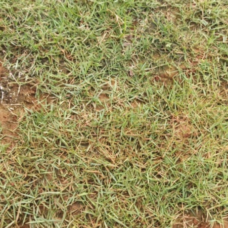 Rumput Paking Asli Hidup Permeter|Rumput Jepang Hidup|Rumput Taman