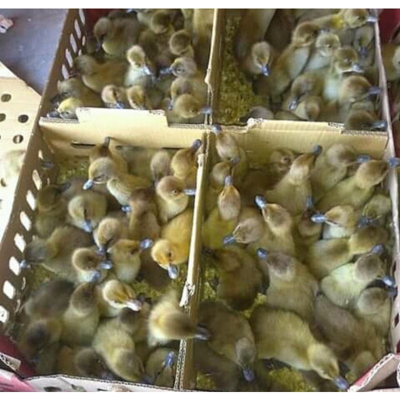 

bebek lokal dod