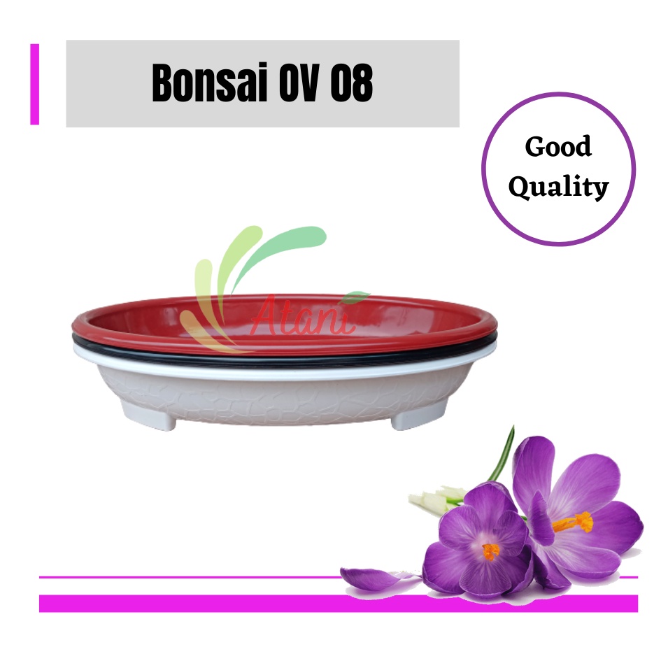 Ori Bjp Bonsai Oval Ov 08 Putih Hitam Merah Bata Coklat Pot Bunga Tanaman Bonsai Budi Jaya Motif Bat